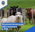 Управление Россельхознадзора информирует.